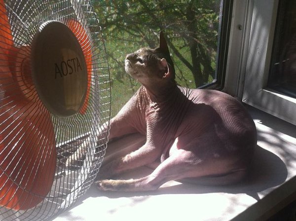 Теплолюбивый кот впитывает солнышко Tomcаt