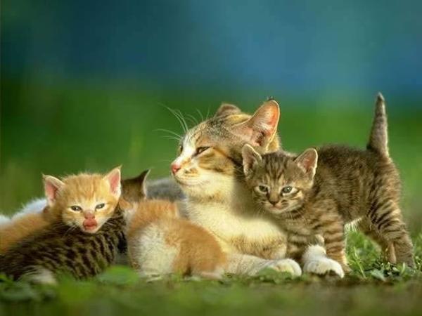 Мире животных про кошку. Кошка с котятами. 5 Котят. Кошка с тремя котятами. Детеныш кошки.