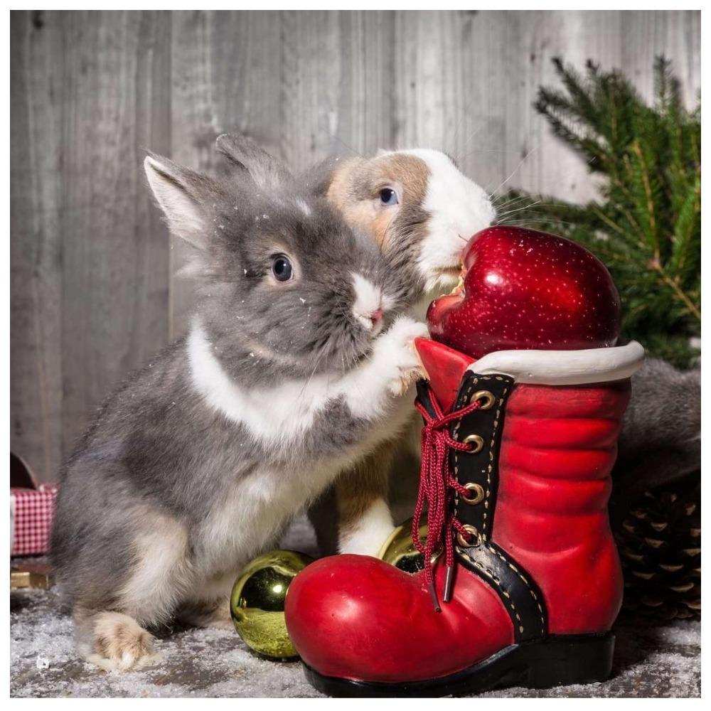 Не расстраивайте Кролика! Эти подарки к Новому году принесут несчастья
