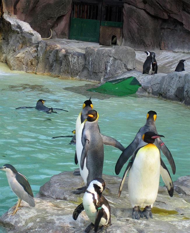 Пингвинам Московского зоопарка устроили пенную вечеринку