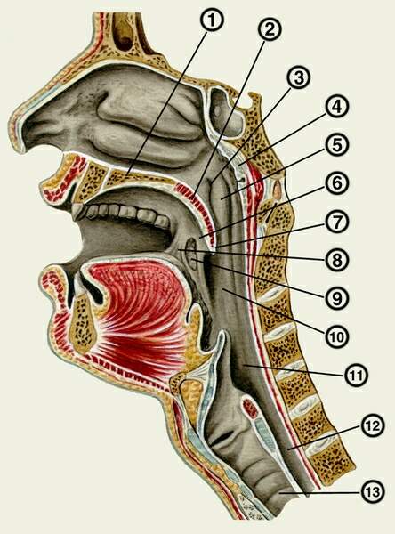 Глотка т. Носоглотка строение анатомия. Ротовая полость и глотка анатомия. Ротоглотка топография. Строение ротовой полости сбоку.