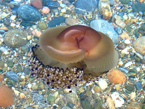 Медуза фитюлька