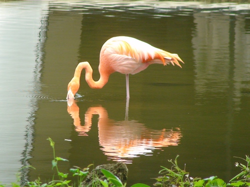 Фламинго Ясминка