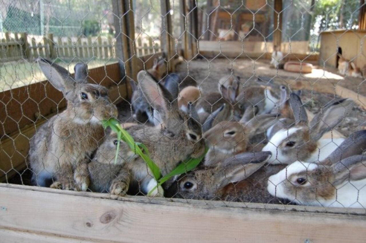 Зайцы в зоопарке. Кролики в зоопарке. Мини зоопарк кролики. Контактный зоопарк кролики. Контактный мини зоопарк кролики.