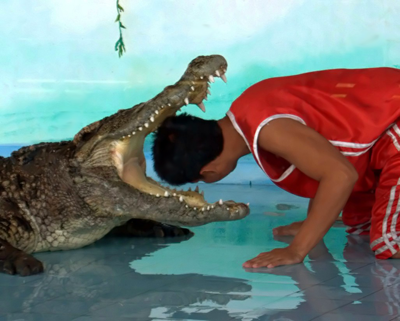 Шоу с крокодилами D I A
