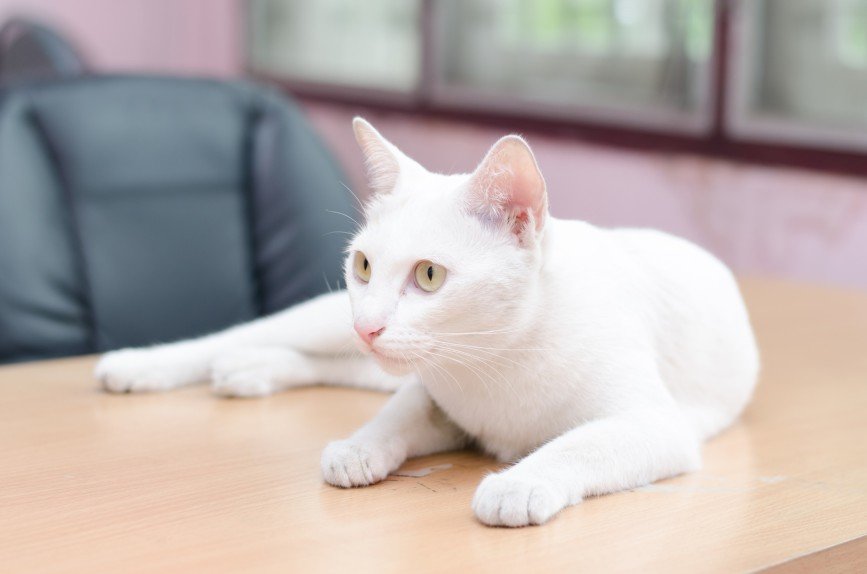 Японская фирма разрешила сотрудникам приносить на работу своих кошек