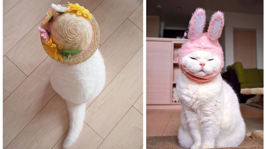 Кошка Ура - звезда японского интернета