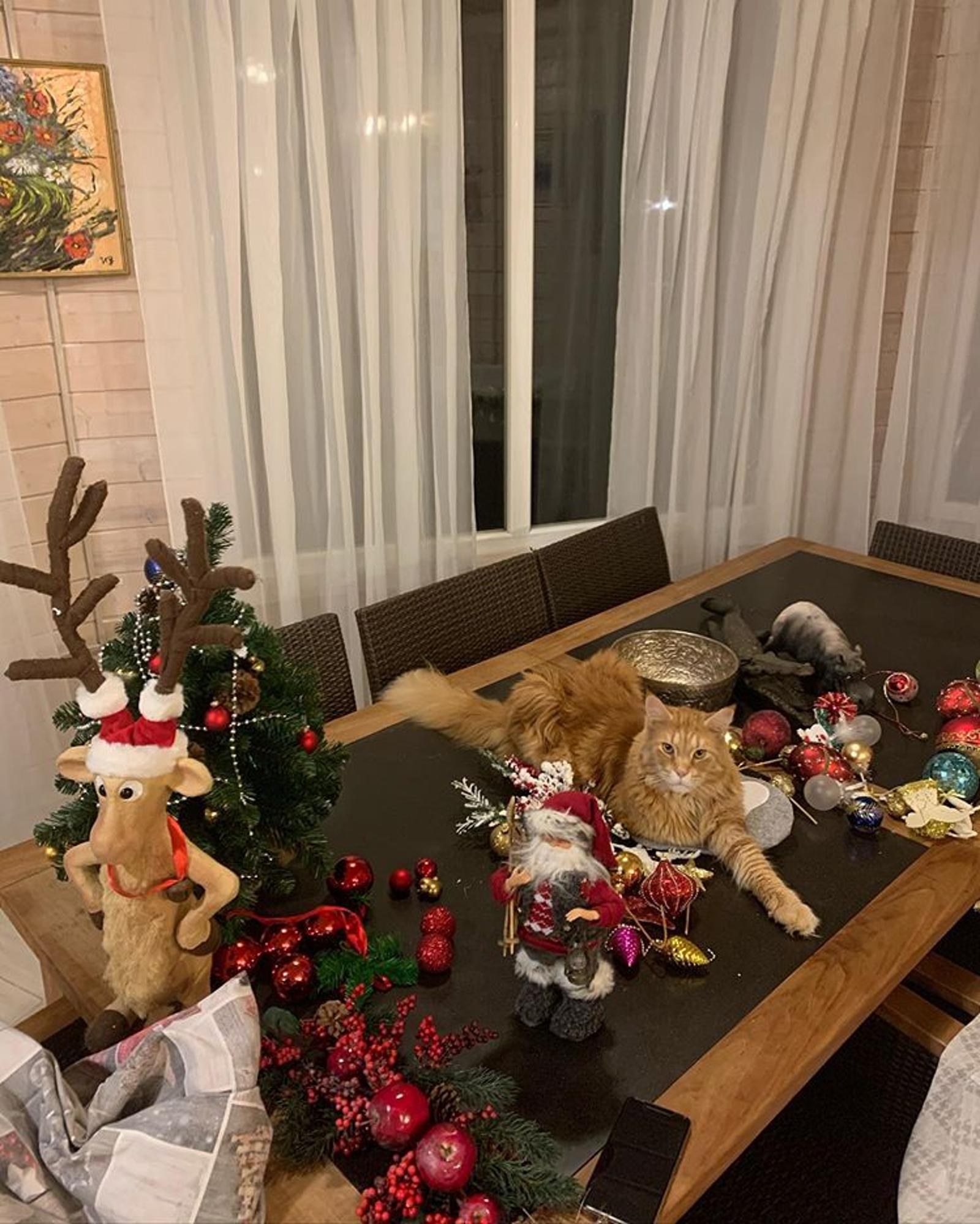 Новогоднее убранство и кот Александра Мясникова