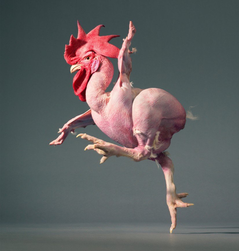 Курица без перьев, 2012