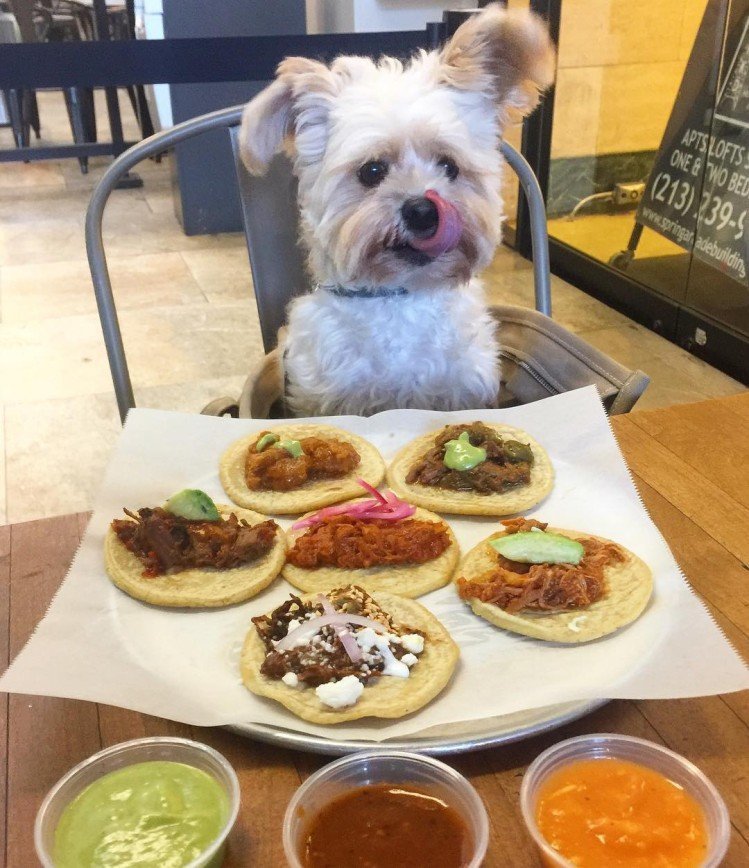Бездомный пес стал заядлым посетителем ресторанов