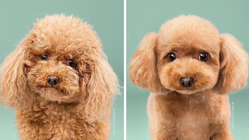 Фотографии собак до и после стрижки