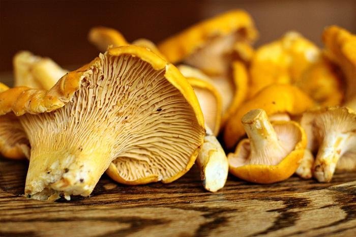 Десятка самых лучших лесных грибов
