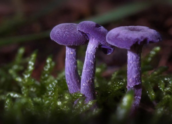 Таинственный мир грибов