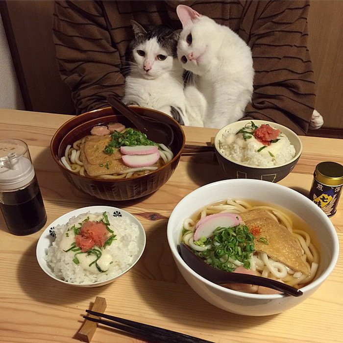Очень забавные котики из Японии
