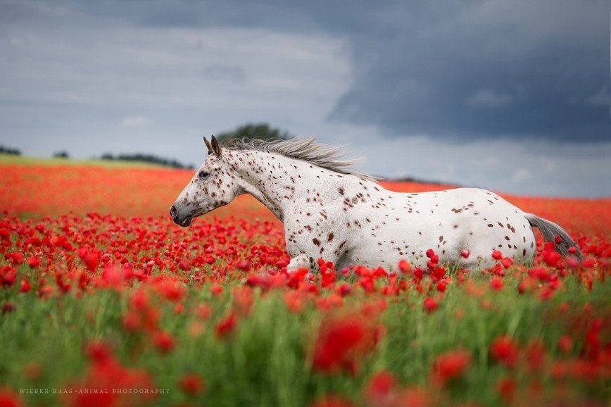 Красота и грация лошадей глазами Вибке Хаас