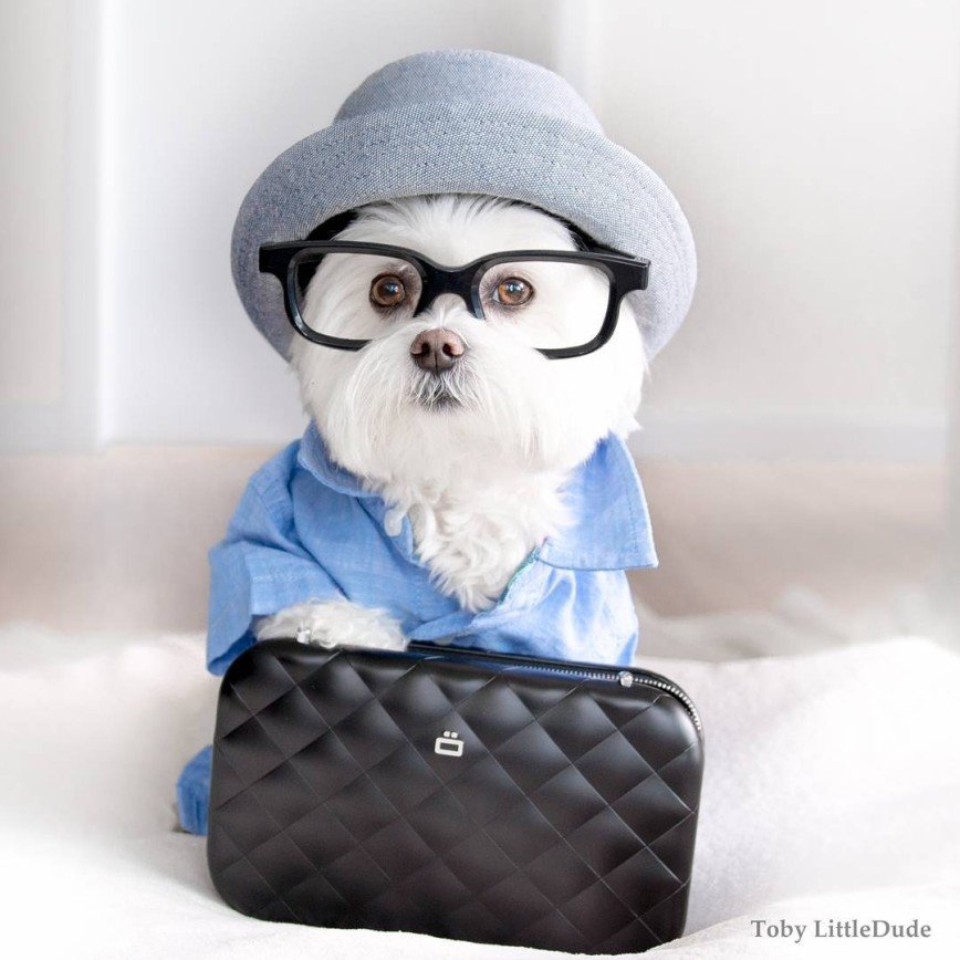 Тоби - настоящий модник среди собак