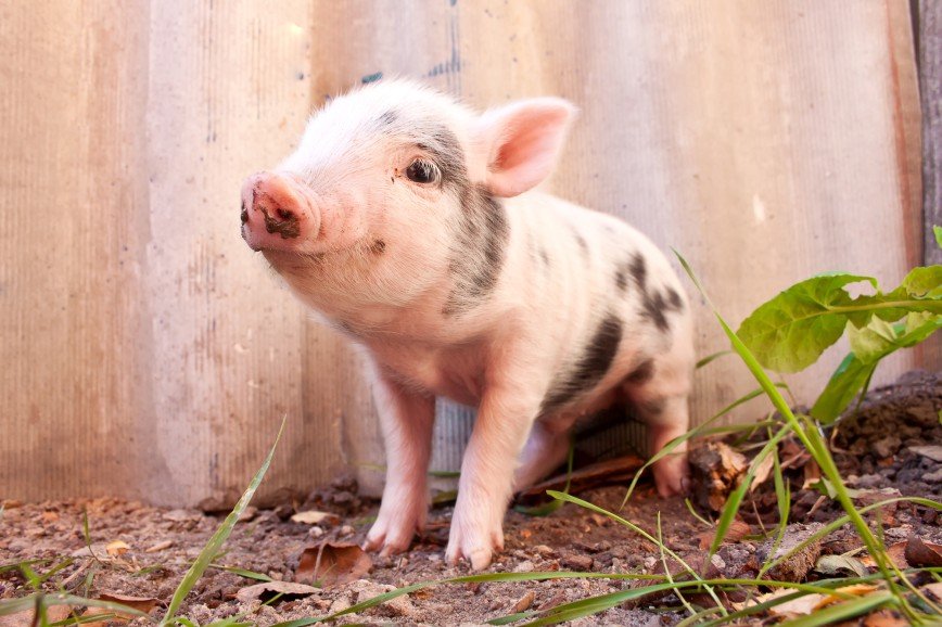 Британский фермер требует убрать из словарей фразы, оскорбляющие свиней