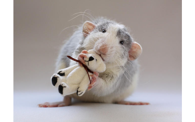 Десять причин отбросить предрассудки и полюбить крыс