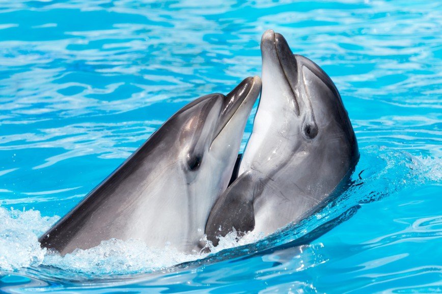 Девочка научилась приманивать дельфинов с помощью расчески