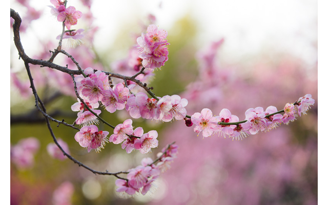 Токио приглашает на праздник цветения сливы