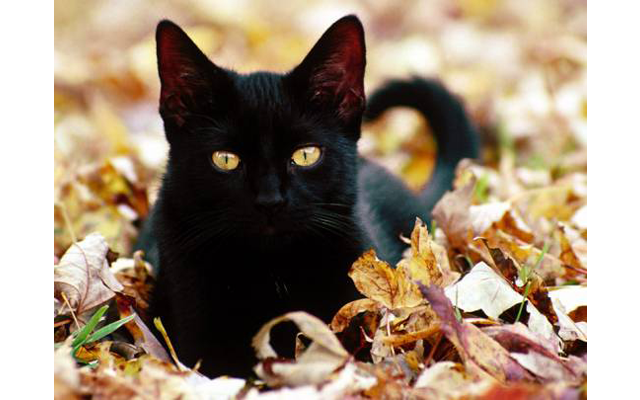 У черных кошек есть свой праздник