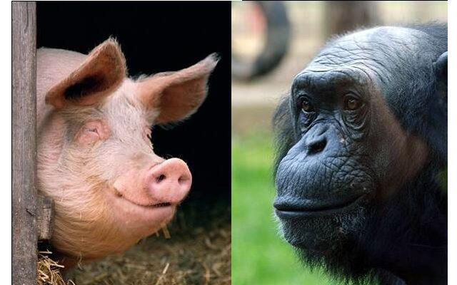 Человек - плод любви свиньи и шимпанзе