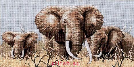 слоны.jpg