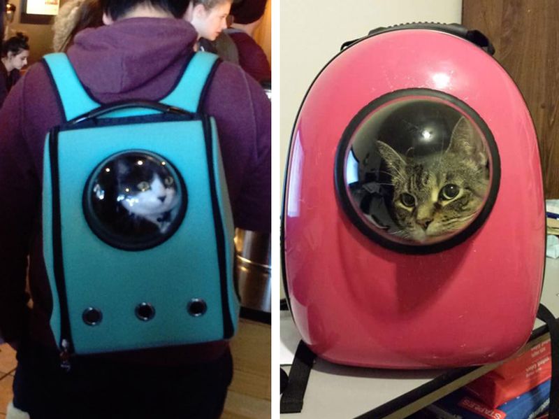 «Космический» рюкзак для кошки-путешественницы
